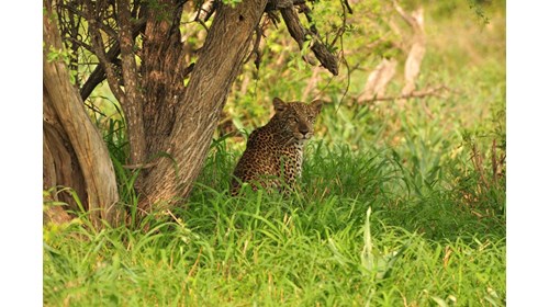 Leopard Sighting at a Private Game Reserve