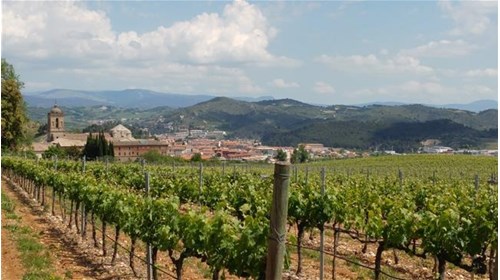 Vineyard with town and mountains
