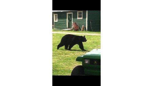 One of  several bears in Juneau