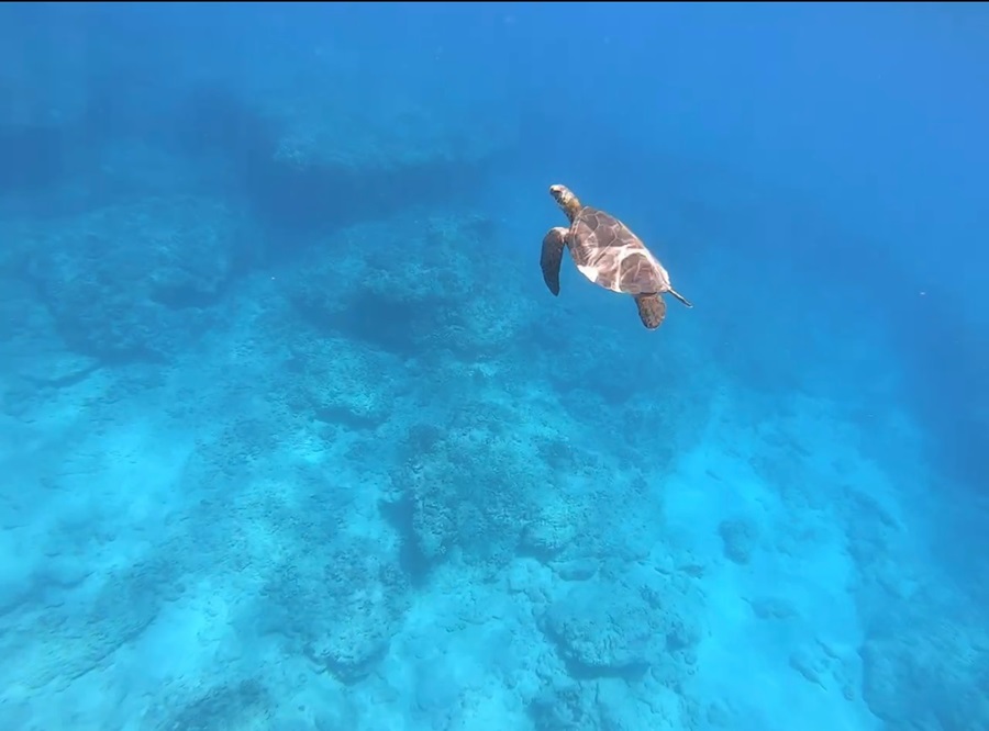 Turtle swim in the Pacific 