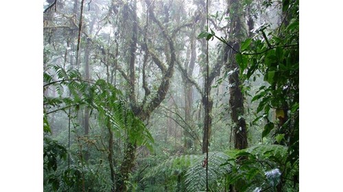 The Majesty of Cloud Forests