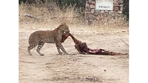 Jaguar with fresh kill