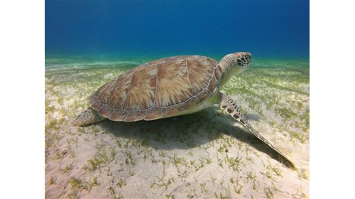Sea Turtle in Maho Bay, St. John