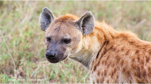Spotted hyena on a safari game drive.