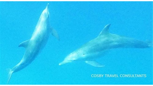 Dolphins at Mnemba Island in Zanzibar