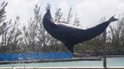 Dolphin Experience on Grand Bahama!