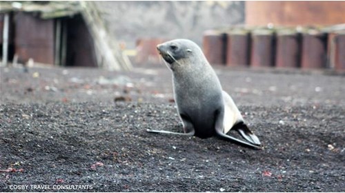Fur Seal at Deception Island South Shetland Island