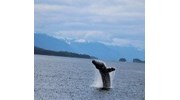 Whale Breeching- Alaska Cruise on Holland America