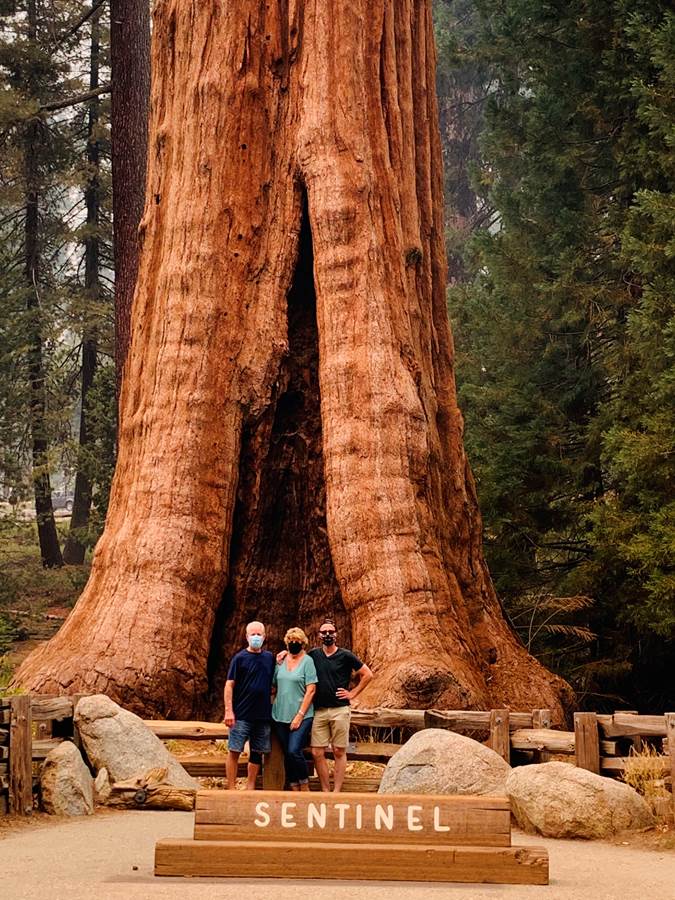 Sequoia National Forrest 