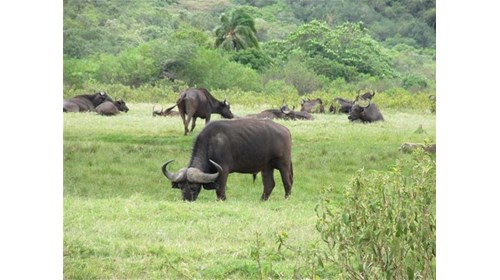 Cape Buffalo on walking safari in Arusha Natl Park