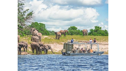 Elephants in Africa - AMA