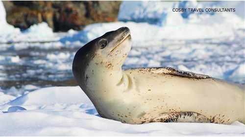 Leopard Seal spotted on an Antarctic cruise
