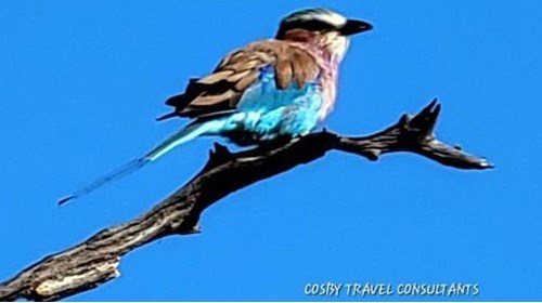 Lilac-Breasted Roller in Serengeti National Park