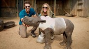 Feeding time at the Care For Wild Rhino Sanctuary.