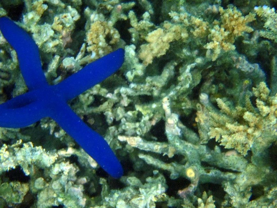 snorkeling - Blue starfish