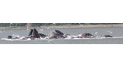 Humpback Whales 'Bubble Net' feeding in Alaska.