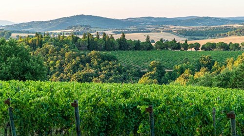 Vineyard in Urbina Italy