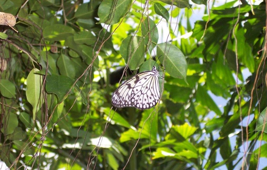 Butterfly Garden in Aruba- a must see