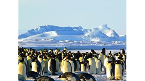Have You Ever Thought About Antarctica?