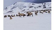 Elk Refuge sleigh ride Jackson Hole, WY 