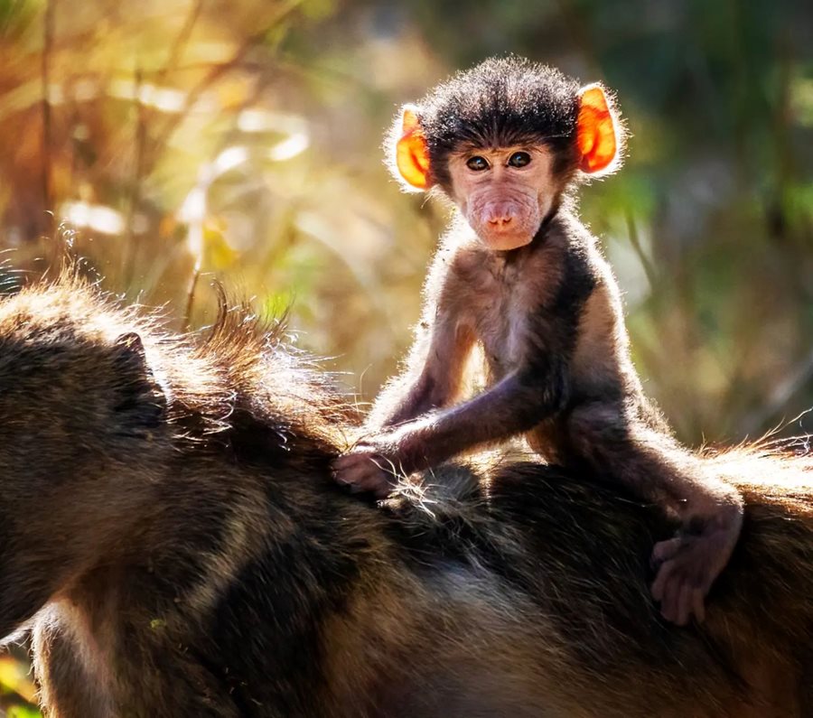 Baby Baboon riding on mom's back