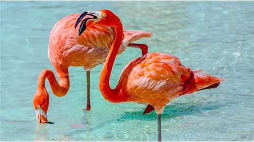 Beautiful flamingoes in Aruba