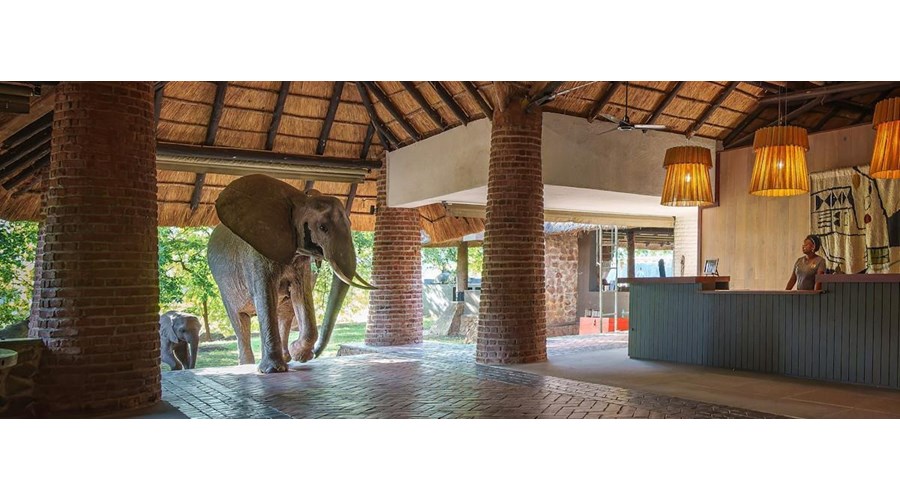A journey to Mfuwe Lodge in Zambia