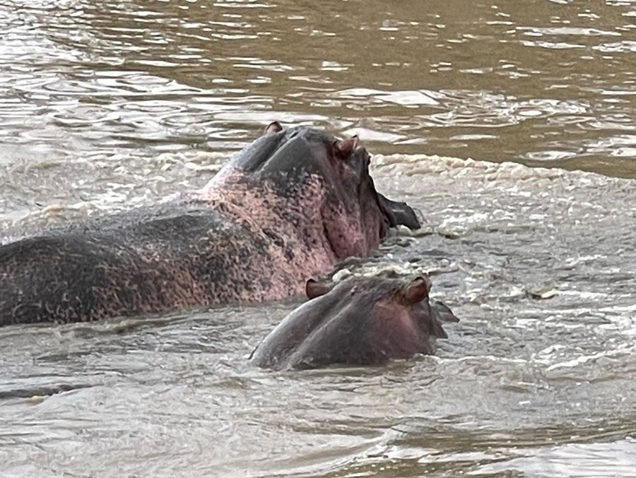Hippos showing off
