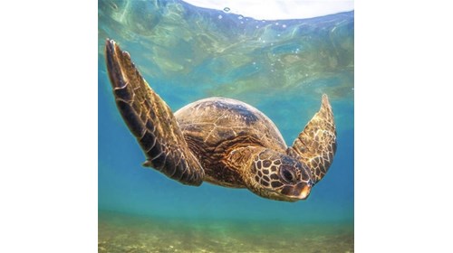 You may visit a Honu snorkeling around the Islands