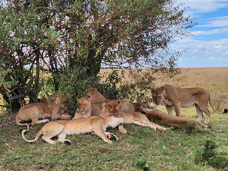 Mara - Last AM Game Drive, 10 Lions Outside Camp