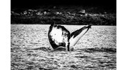 Whale Watching in Juneau (Auke Bay)
