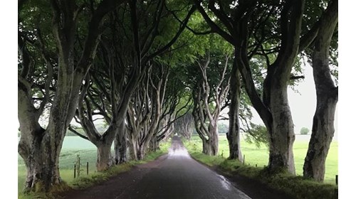 North Ireland's Dark Hedges (Game of Thrones)