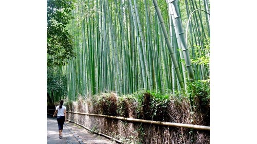 Bamboo Forest ~ Arashiyama Bamboo Grove, Kyoto