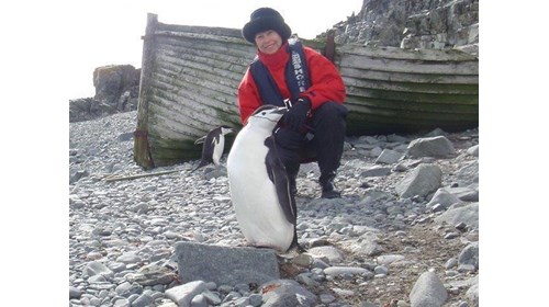 Antarctic Penguins are always ready for a photo! 