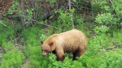 Bear in the wild