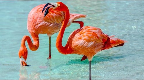 Flamingo Island in Aruba 