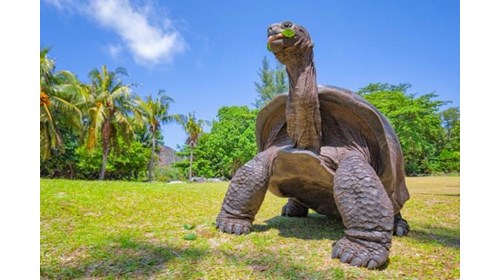 Giant Land Tortoises are everywhere!
