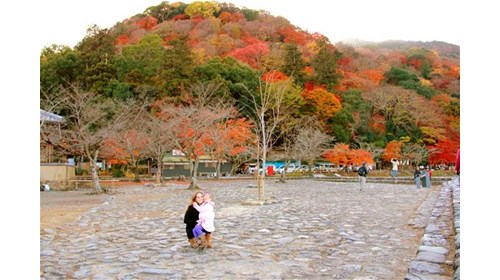 I love visiting Kyoto in the fall! 