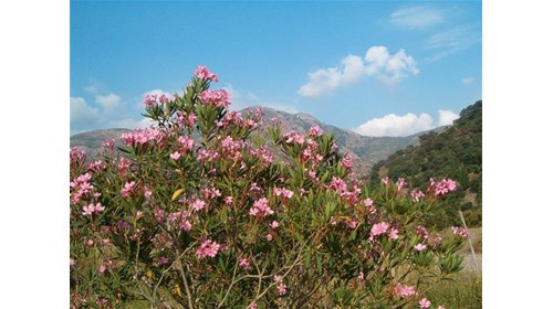 Sicilian Oleander