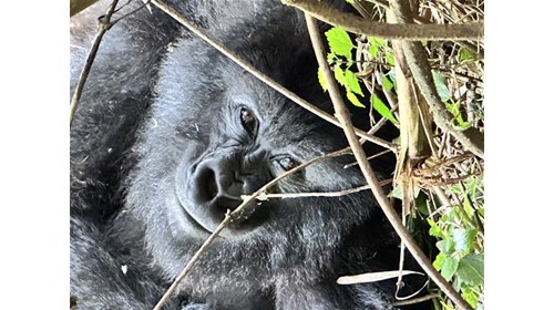 Gorilla trekking = life changing!