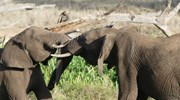 Elephant tussle on Safari