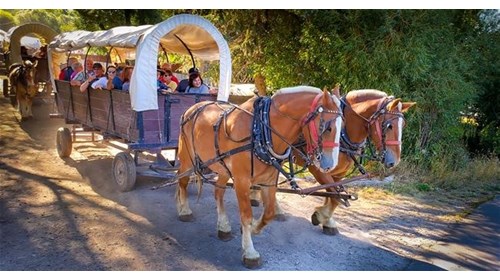 Taking a horse-drawn wagon to a cowboy BBQ dinner
