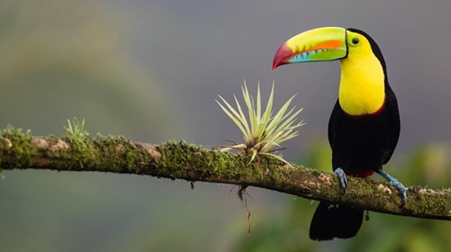 Costa Rica - Keel-billed Toucan