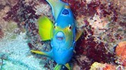 Great Barrier Reef Exploratory Diving