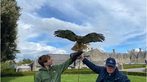 Hands on falconry experience in Ireland 