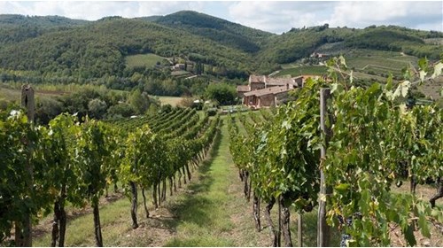  Chianti wine region