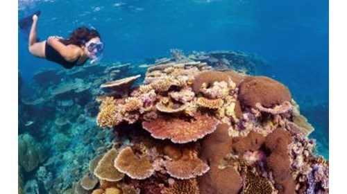 Snorkeling in the Great Barrier Reef, Australia