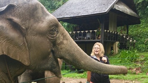Meeting an elephant in Thailand