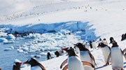 Penguins Highways