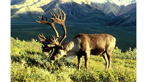 The Alaska Range caribou hunt